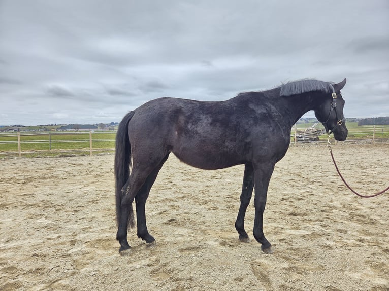 Trakehner Yegua 3 años 158 cm Negro in Straßwalchen