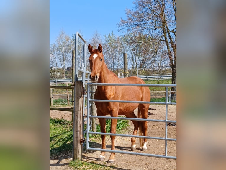 Trakehner Yegua 3 años 160 cm Alazán in Bad Nauheim