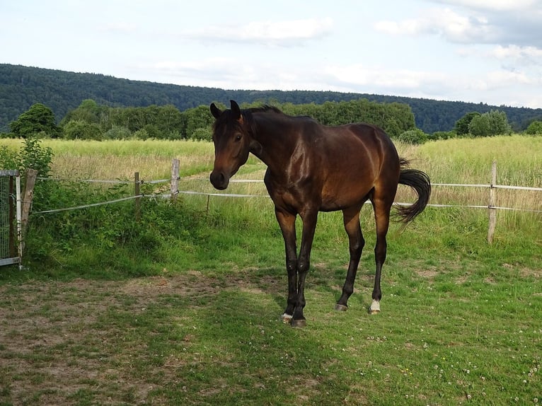 Trakehner Yegua 3 años 160 cm Castaño in Fuldatal
