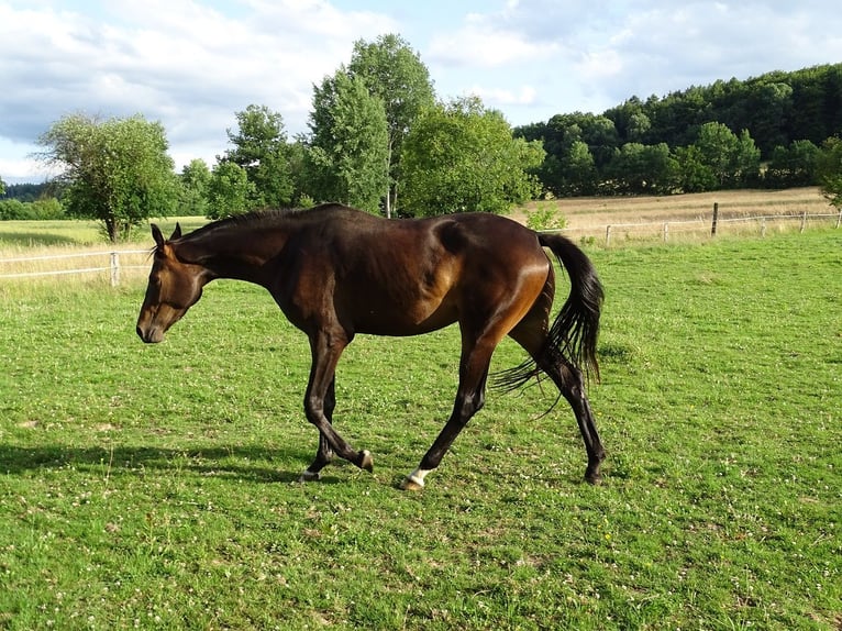 Trakehner Yegua 3 años 160 cm Castaño in Fuldatal