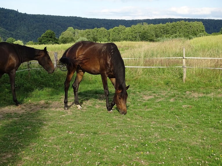 Trakehner Yegua 3 años 160 cm Castaño in Fuldatal