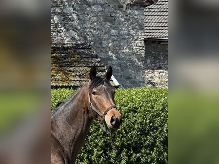 Trakehner Yegua 3 años 162 cm Castaño in Hergenrath