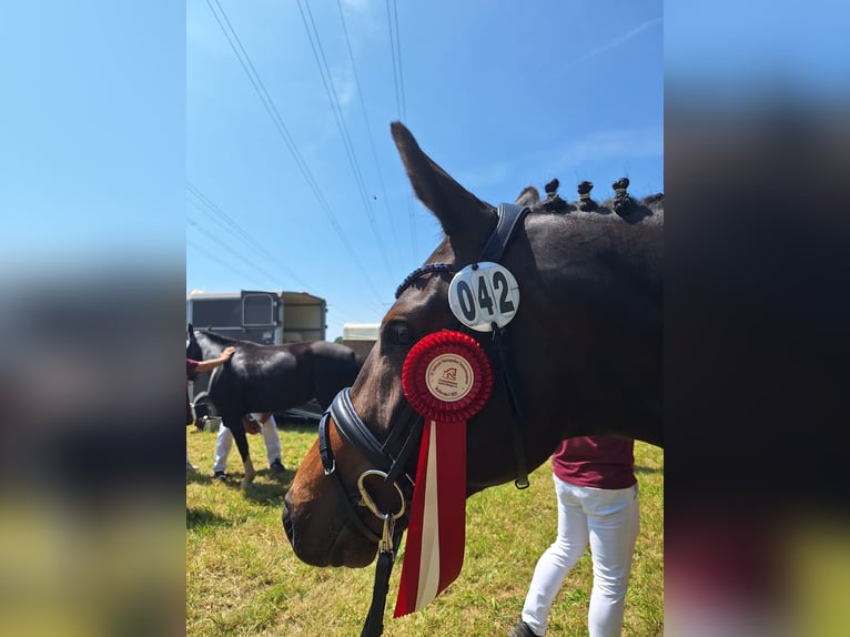 Trakehner Yegua 3 años 162 cm Castaño oscuro in Kreischa