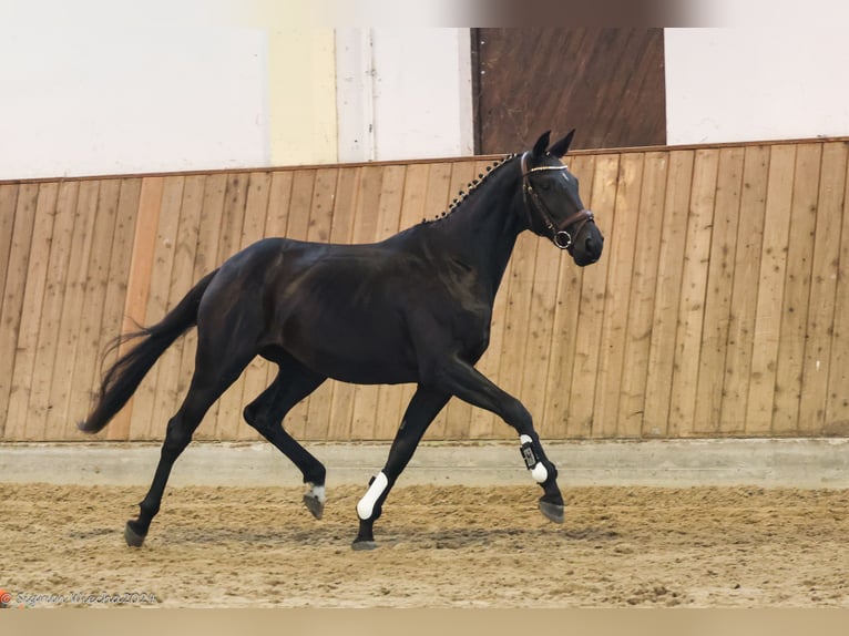 Trakehner Yegua 3 años 162 cm Morcillo in Warlitz