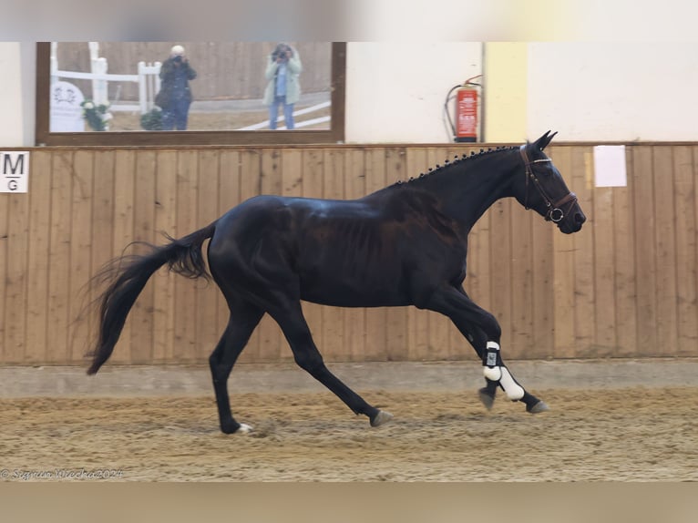 Trakehner Yegua 3 años 162 cm Morcillo in Warlitz