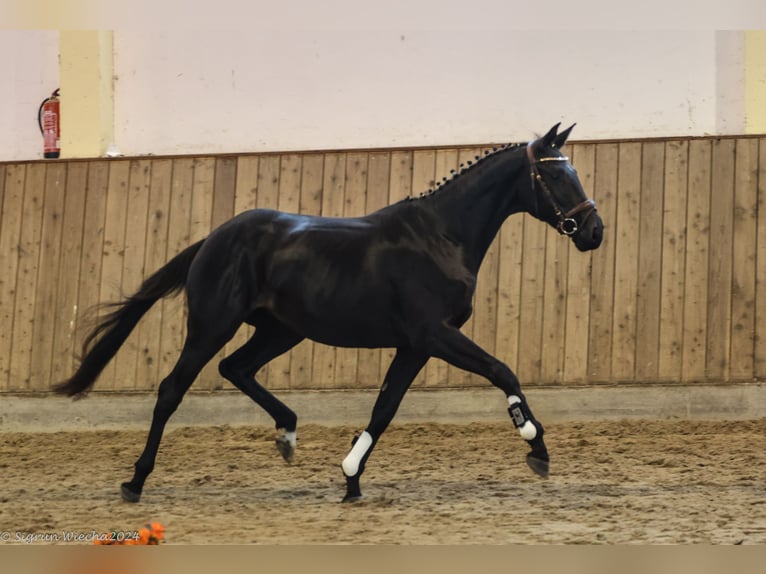 Trakehner Yegua 3 años 162 cm Morcillo in Warlitz