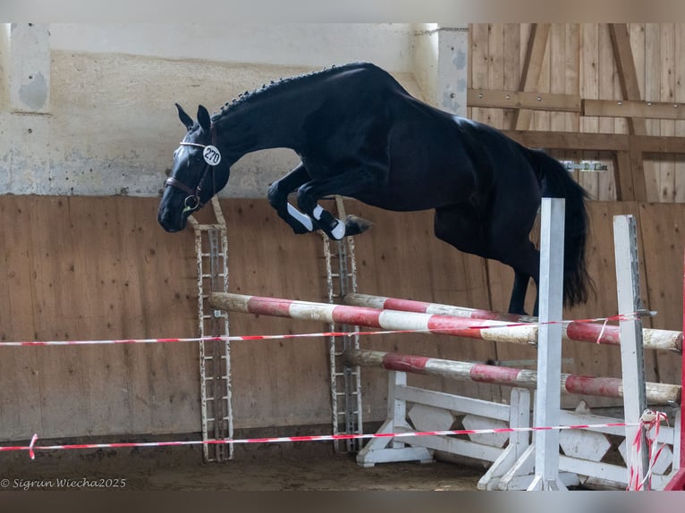 Trakehner Yegua 3 años 162 cm Morcillo in Warlitz