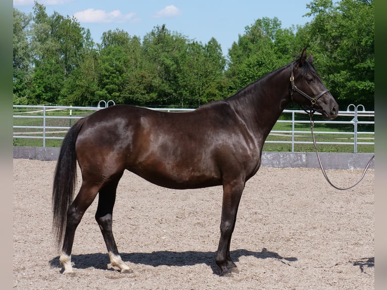 Trakehner Yegua 3 años 162 cm Negro in G&#xFC;nzburg
