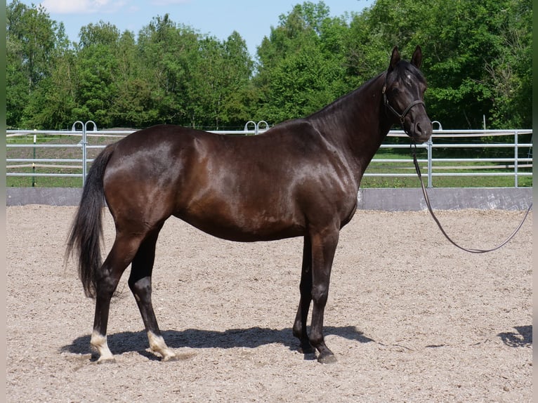 Trakehner Yegua 3 años 162 cm Negro in G&#xFC;nzburg