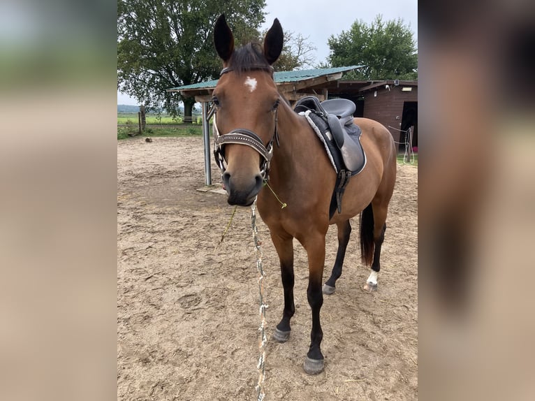 Trakehner Yegua 3 años 163 cm Castaño in P&#xE4;wesin