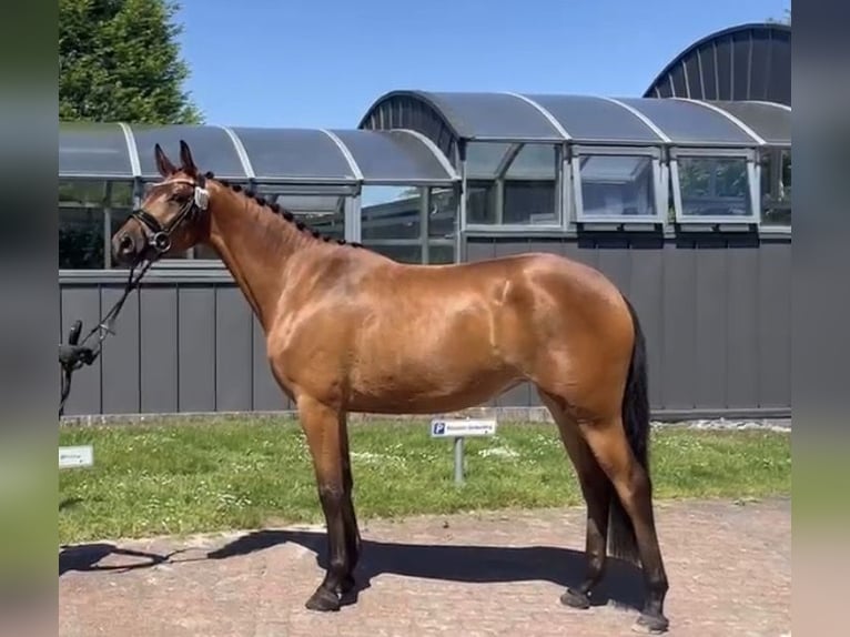 Trakehner Yegua 3 años 164 cm Castaño in Schwarmstedt