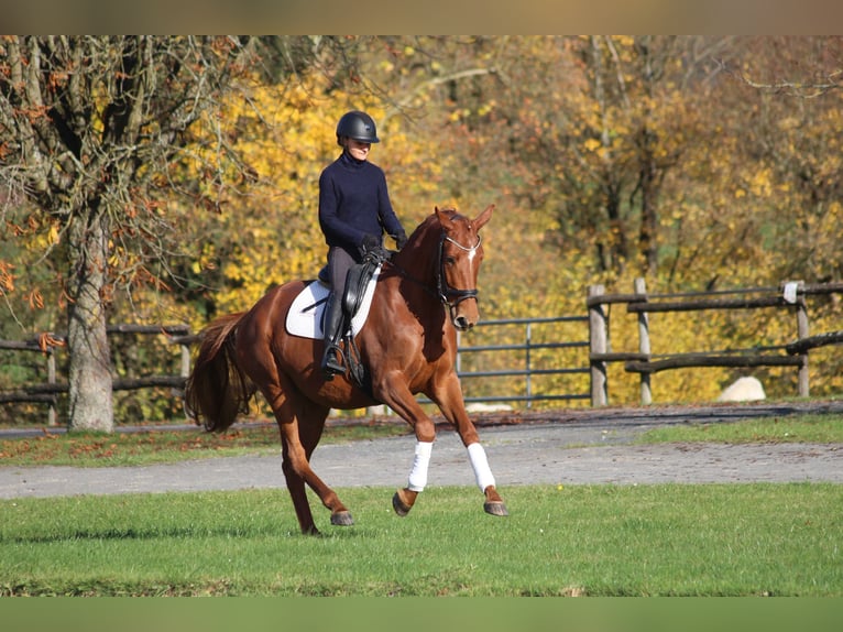 Trakehner Yegua 3 años 165 cm Alazán in Bodenfelde