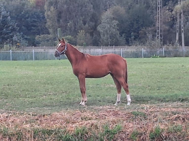 Trakehner Yegua 3 años 165 cm Alazán in Nowe IganieSiedlce
