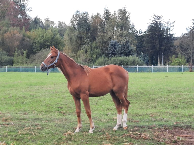 Trakehner Yegua 3 años 165 cm Alazán in Nowe IganieSiedlce