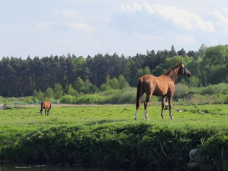 Trakehner Yegua 3 años 165 cm Alazán in Nowe IganieSiedlce