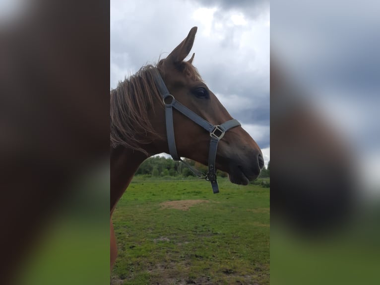 Trakehner Yegua 3 años 165 cm Alazán in Nowe IganieSiedlce