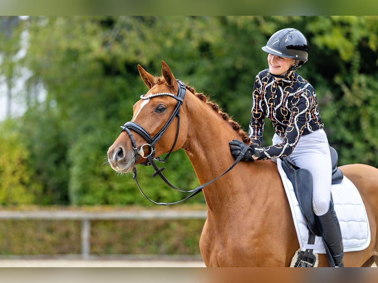Trakehner Yegua 3 años 165 cm Alazán in Unterneukirchen
