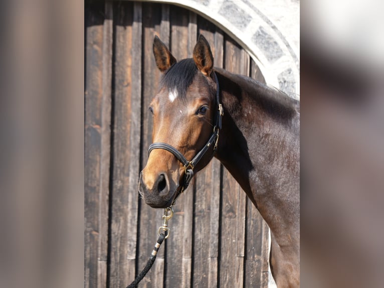Trakehner Yegua 3 años 165 cm Castaño in Günzburg