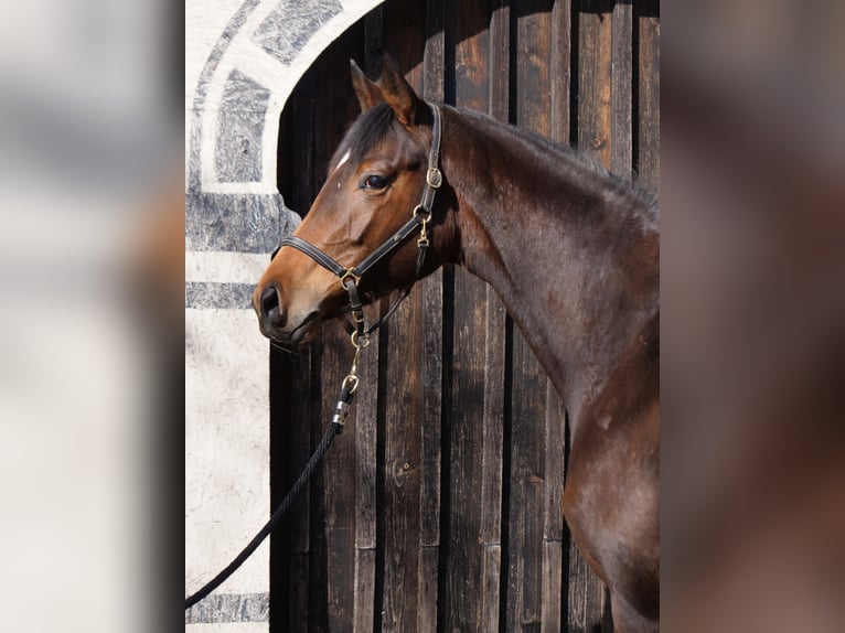 Trakehner Yegua 3 años 165 cm Castaño in Günzburg