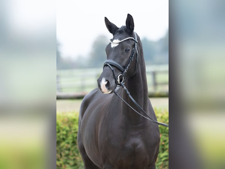 Trakehner Yegua 3 años 165 cm Negro in Geldern