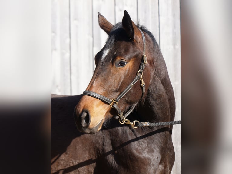 Trakehner Yegua 3 años 167 cm Castaño in Günzburg