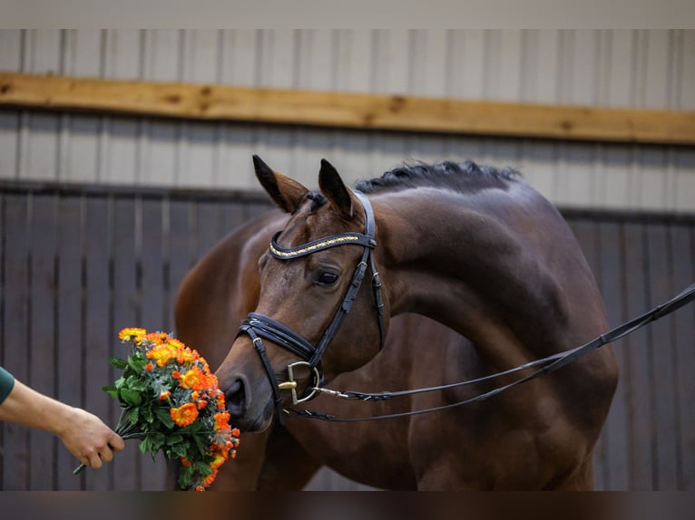 Trakehner Yegua 3 años 169 cm Castaño in Neumünster