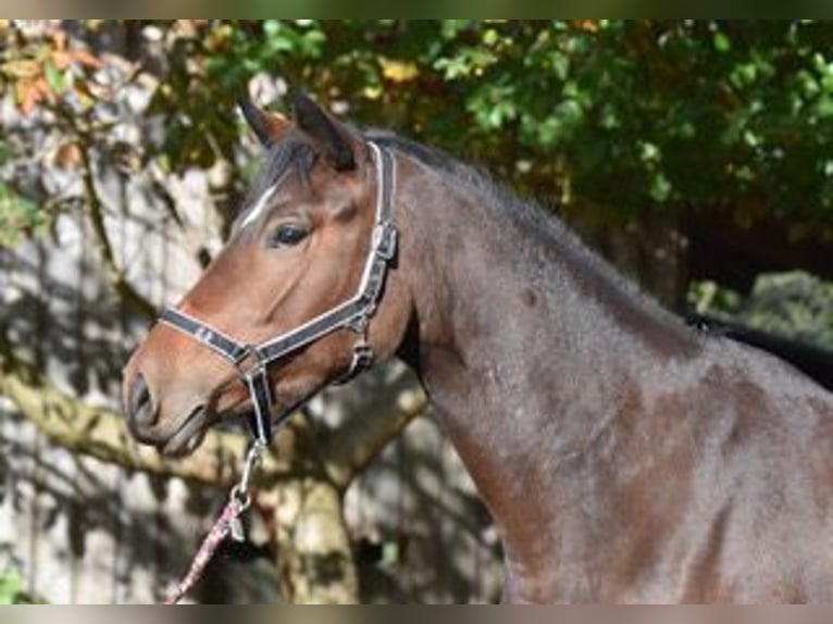 Trakehner Yegua 3 años 170 cm Castaño in Sieverstedt