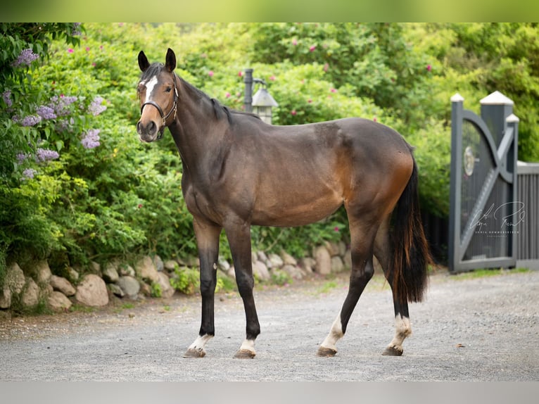 Trakehner Yegua 3 años 170 cm Castaño oscuro in Wenningstedt