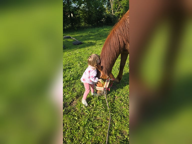 Trakehner Mestizo Yegua 4 años 153 cm Alazán in Sollstedt