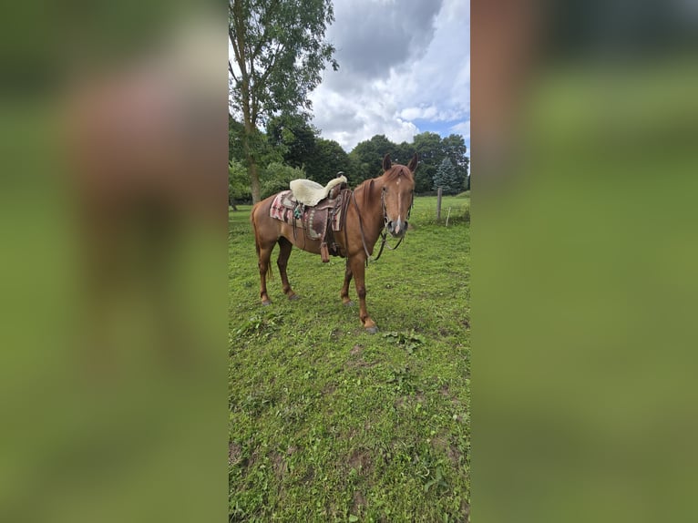 Trakehner Mestizo Yegua 4 años 153 cm Alazán in Sollstedt