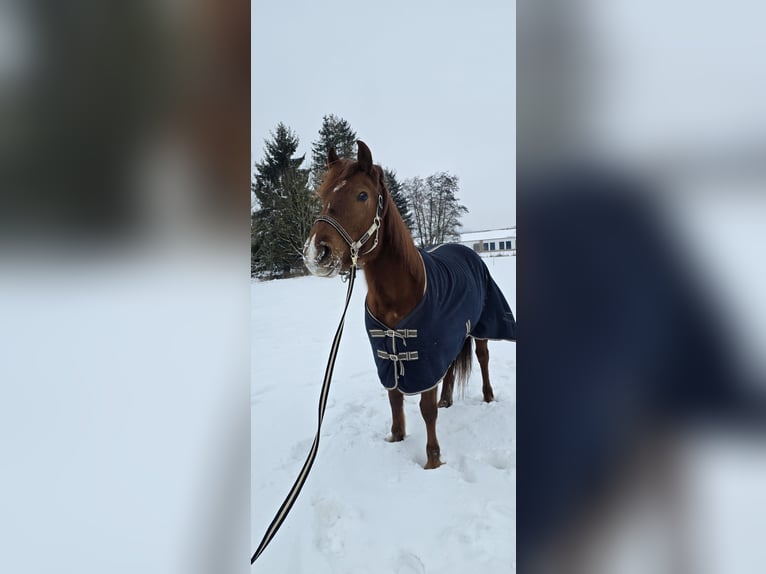 Trakehner Mestizo Yegua 4 años 153 cm Alazán in Sollstedt