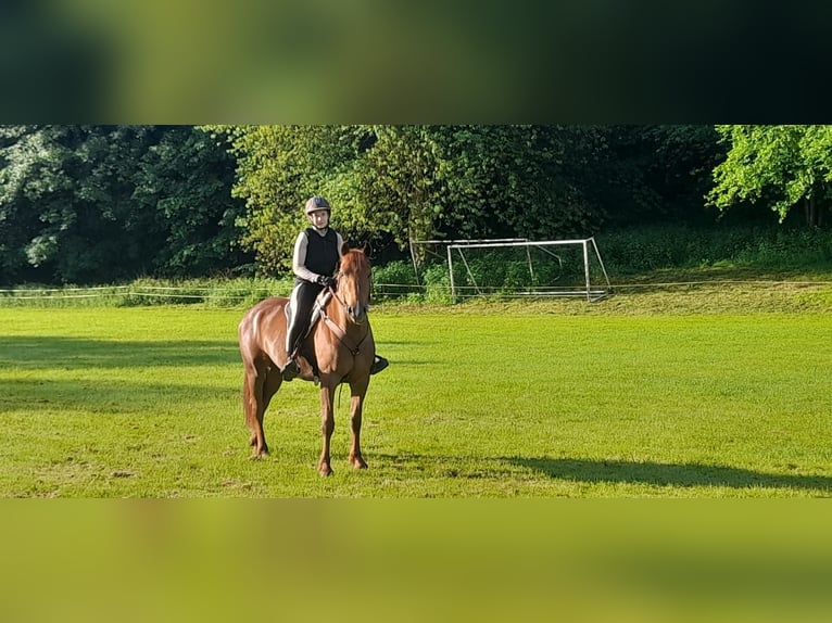 Trakehner Mestizo Yegua 4 años 153 cm Alazán in Sollstedt