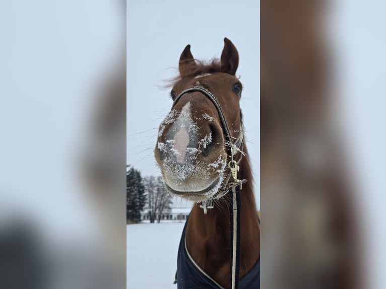 Trakehner Mestizo Yegua 4 años 153 cm Alazán in Sollstedt
