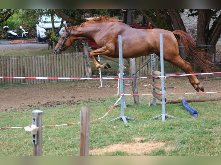 Trakehner Yegua 4 años 157 cm Alazán in Huldange
