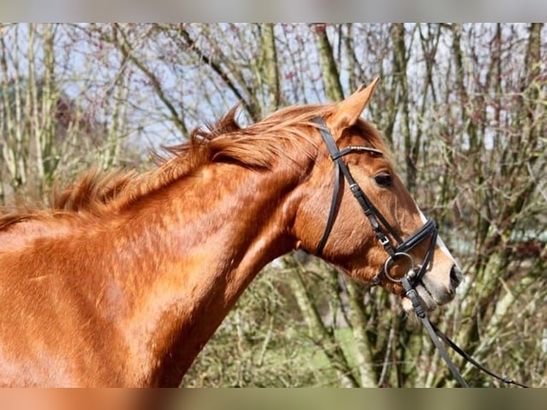Trakehner Yegua 4 años 160 cm Alazán in Heidekrug
