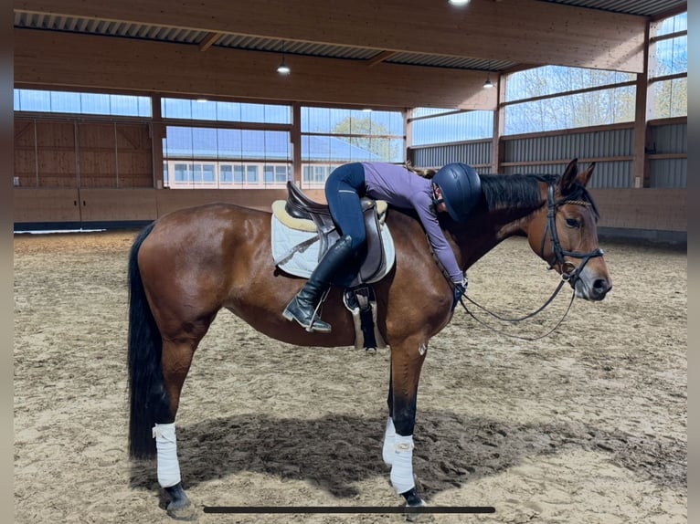 Trakehner Yegua 4 años 160 cm Castaño in Ganschow