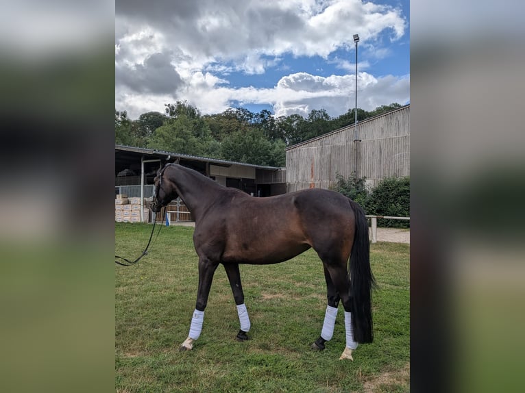 Trakehner Yegua 4 años 160 cm Castaño oscuro in Bad Salzuflen