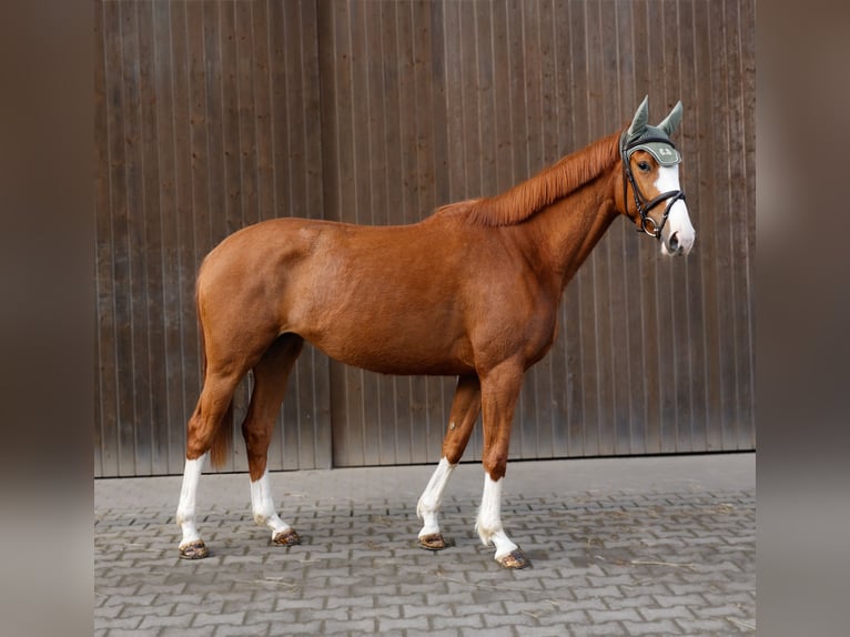 Trakehner Yegua 4 años 163 cm Alazán in Wernau