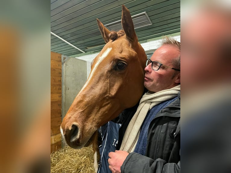 Trakehner Yegua 4 años 163 cm Alazán in Nümbrecht