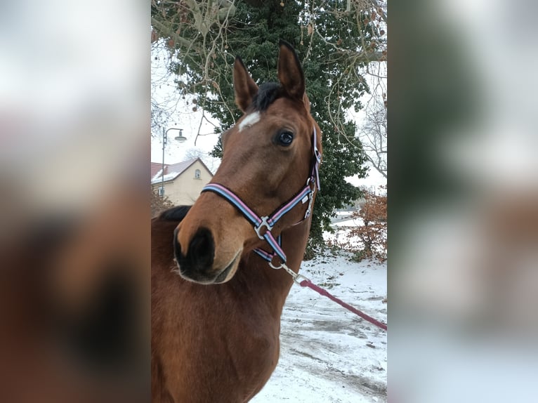 Trakehner Yegua 4 años 163 cm Castaño claro in Mügeln