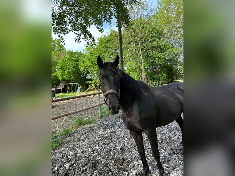 Trakehner Yegua 4 años 163 cm Negro in Langenberg
