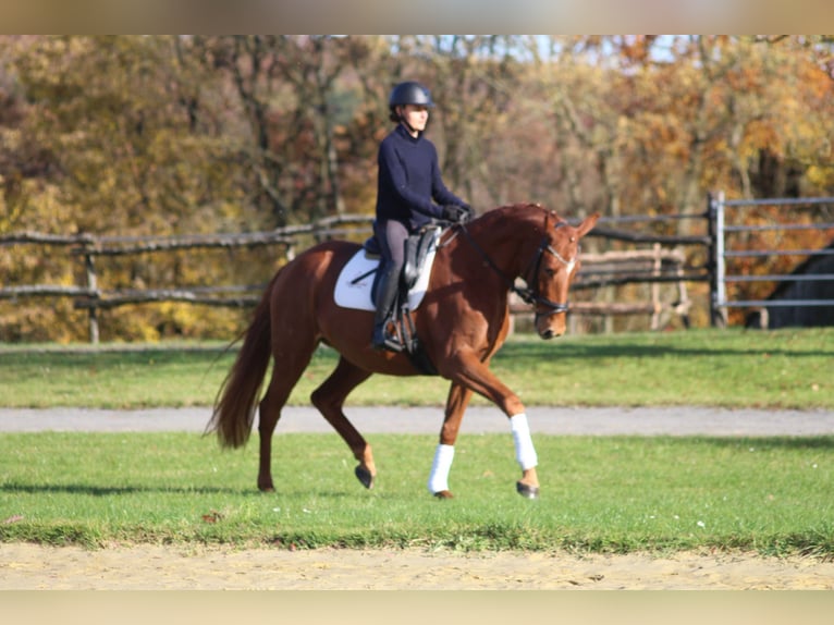 Trakehner Yegua 4 años 164 cm Alazán in Bodenfelde