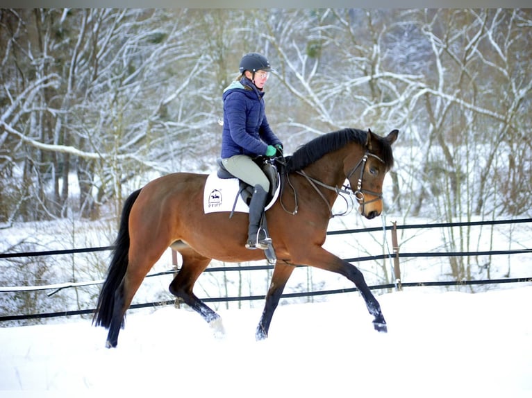 Trakehner Yegua 4 años 164 cm Castaño in Emmerthal