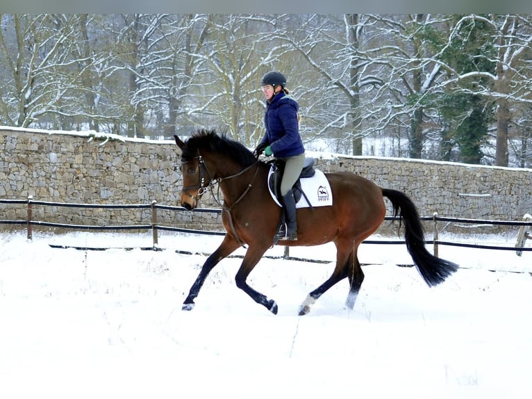 Trakehner Yegua 4 años 164 cm Castaño in Emmerthal