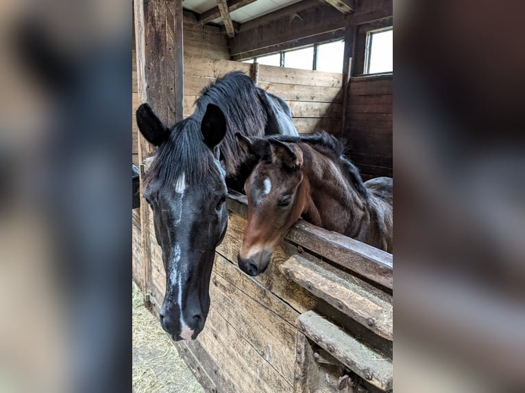 Trakehner Yegua 4 años 165 cm Castaño oscuro in Nellingen Aichen
