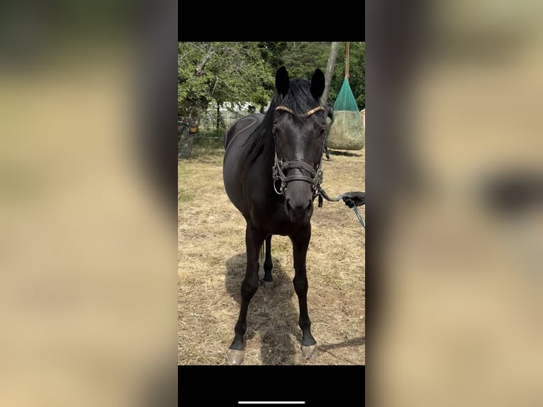 Trakehner Yegua 4 años 165 cm Negro in Lutherstadt Wittenberg