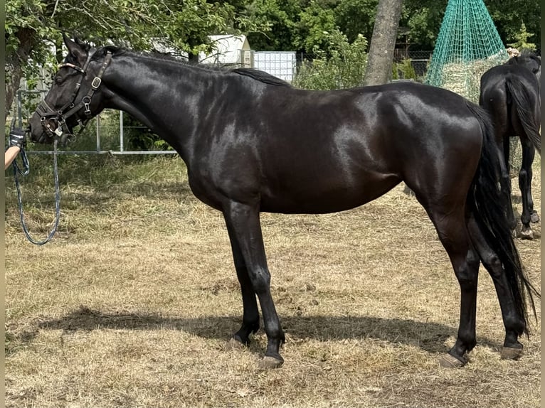 Trakehner Yegua 4 años 165 cm Negro in Lutherstadt Wittenberg