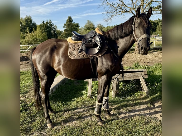 Trakehner Yegua 4 años 165 cm Negro in Lutherstadt Wittenberg