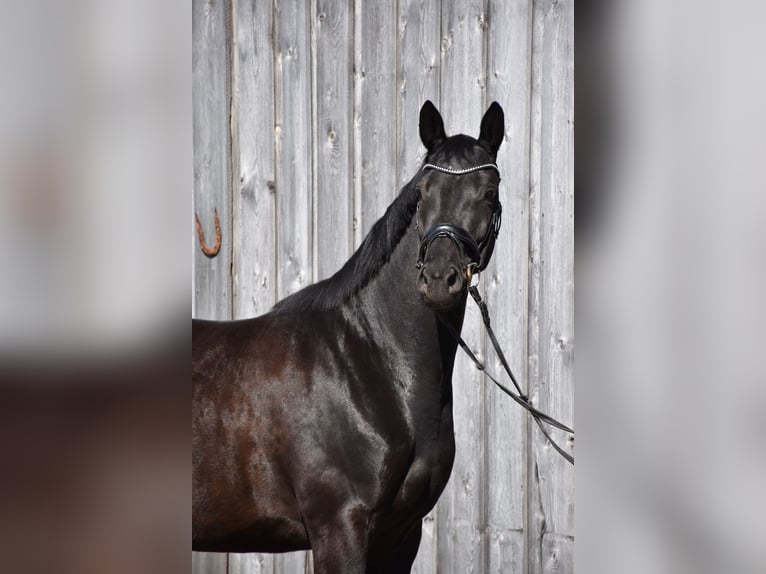 Trakehner Yegua 4 años 165 cm Negro in Wessobrunn