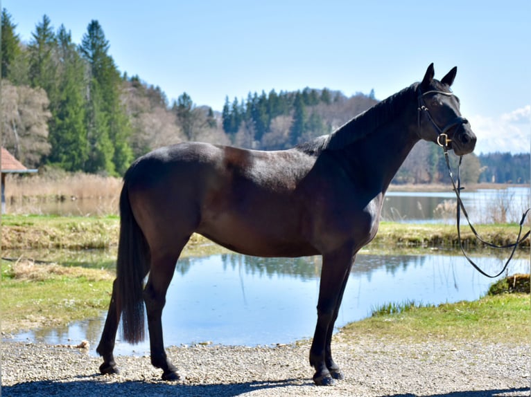 Trakehner Yegua 4 años 165 cm Negro in Wessobrunn